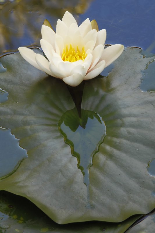 Water Lily