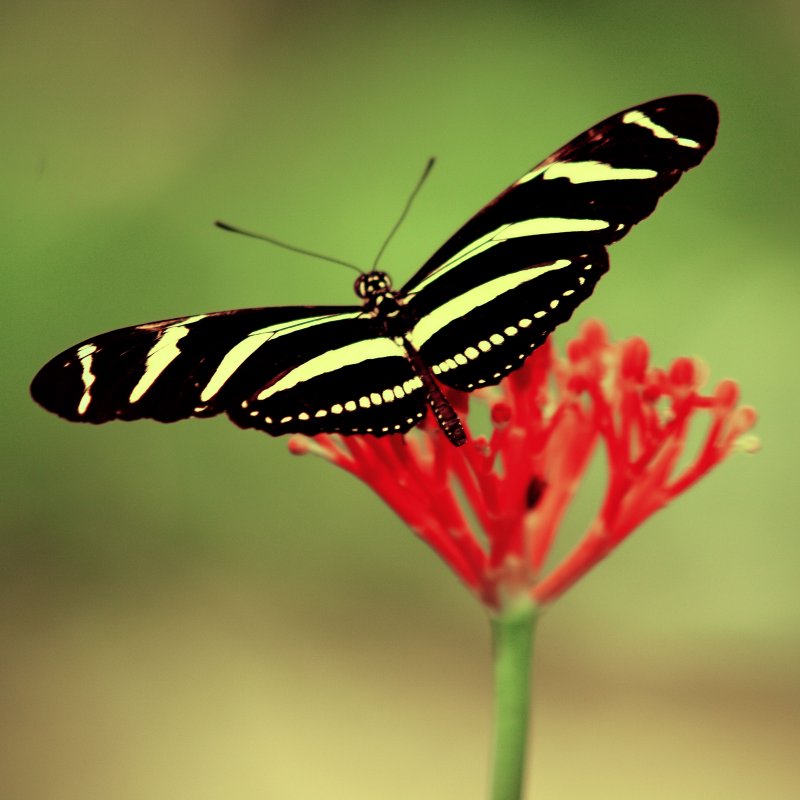 Butterflies