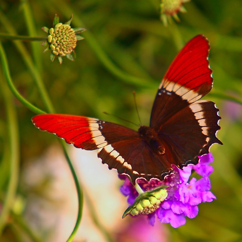 Butterflies