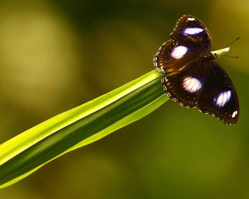 Butterflies