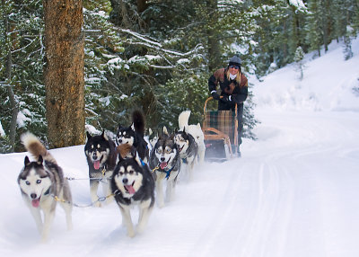 Dog Sledding