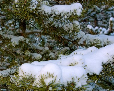 Fresh Snow