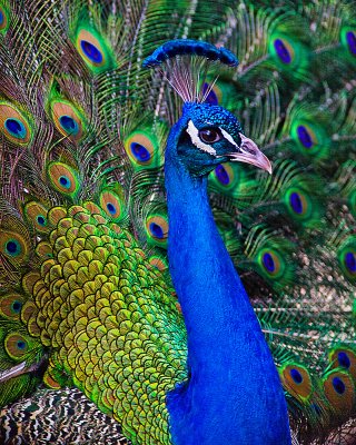 Peacock