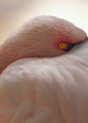 Pink Flamingo