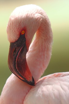 Pink Flamingo