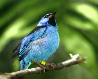 Blue Bird