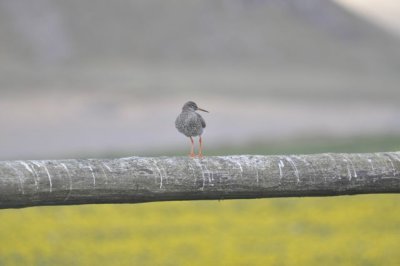 rdbena (redshank) Iceland.jpg
