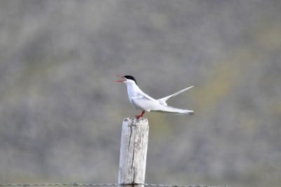 Silvertrna Arctic tern.jpg
