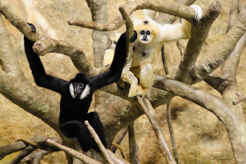 Gibbons