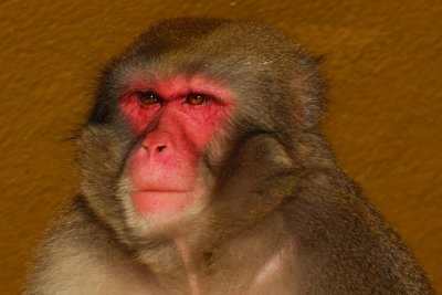 Red Faced Monkey
