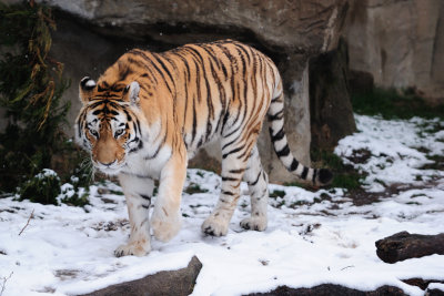 Amur Tiger