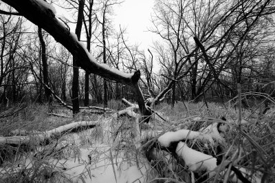 Springbrook Forest Preserve-Black & White