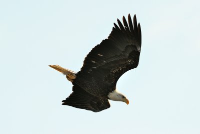 Bald Eagle