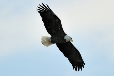 Bald Eagle