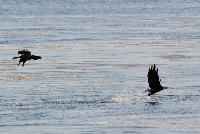A Bald Eagle Grabs a Fish from the River