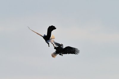 Bald Eagles Fighting over the Fish