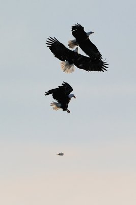 One eagle realizes the fish is falling while the other two continue to battle