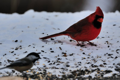 Cardinal Male