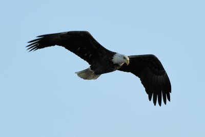 Bald Eagle