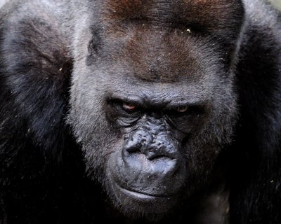 Alpha Male Silver Back Gorilla