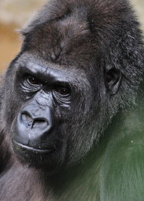 Female Lowland Gorilla