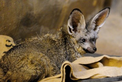 Bat Eared Fox