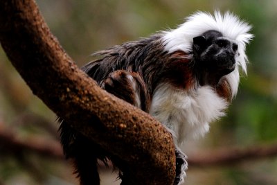 Cotton Top Tamarin