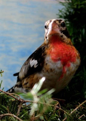 Rose-breasted Grosbeak