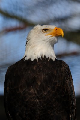Eagle-Captive