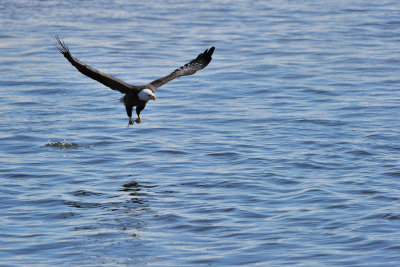 Eagle Flying with the Fish