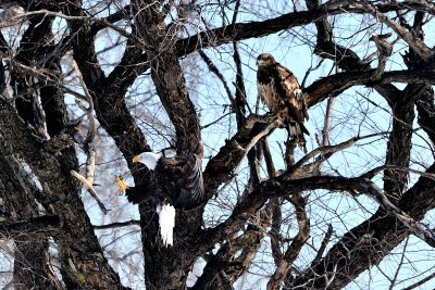 Same Eagle Landing in Tree