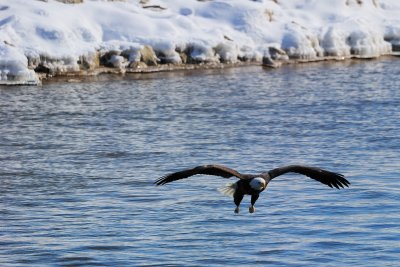 Eagle hunting a fish