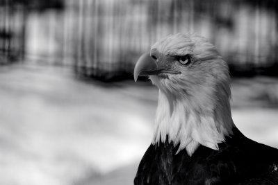 Bald Eagle-Captive