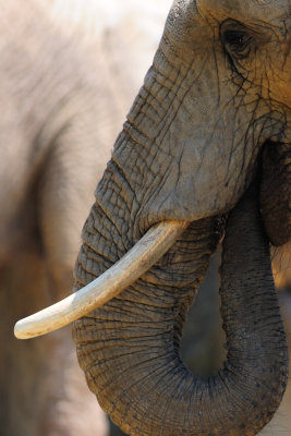 African Elephant