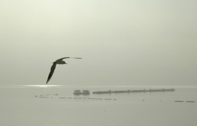 Mouette - Plage du Moulin Blanc