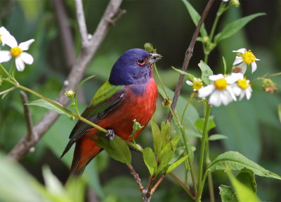 painted bunting, everglades