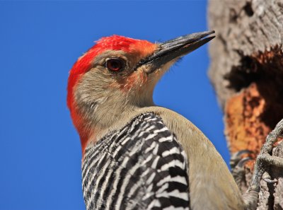 red bellied woodpecker