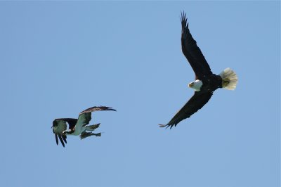 bald eagle