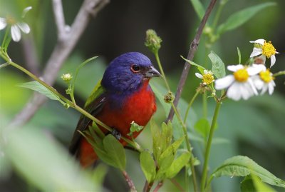 painted bunting