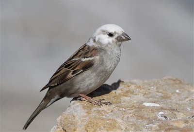 house sparrow