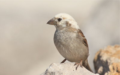 house sparrow