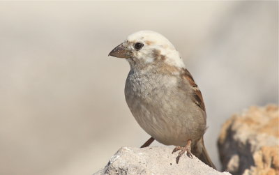 house sparrow