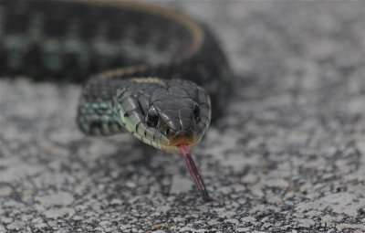 garter snake on merritt island