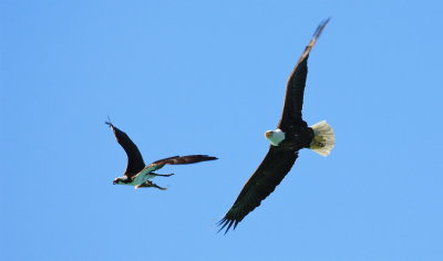 bald eagle