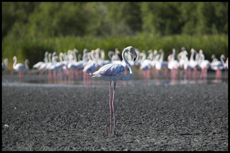 WM-2005-0821- 1871 - LANG - Languedoc et Camargue copie.jpg
