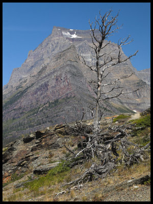 WM-2006-08-28-0254- Glacier NP - Alain Trinckvel copie.jpg