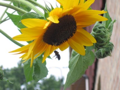 Sunflower-Bee8-21-08.jpg