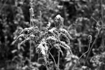 Copy 1 of IMG_0131 800x600.JPG