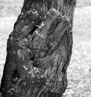 IMG_0143 - Copy 800x600.JPG