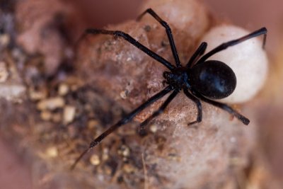 Latrodectus_hesperus__MG_5845-1.jpg